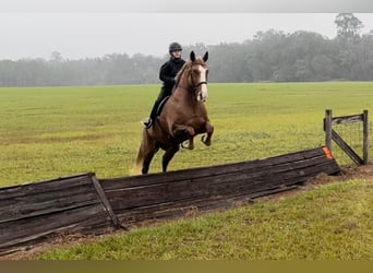 Quarter horse américain, Hongre, 13 Ans, 168 cm, Alezan brûlé