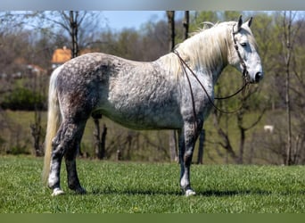 Quarter horse américain, Hongre, 13 Ans, 173 cm, Gris pommelé