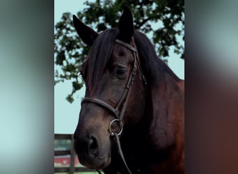 Quarter horse américain, Hongre, 13 Ans, 175 cm, Noir