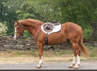 Quarter horse américain, Hongre, 13 Ans, Alezan brûlé