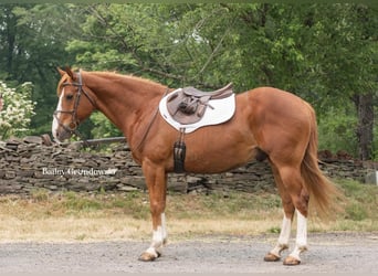 Quarter horse américain, Hongre, 13 Ans, Alezan brûlé