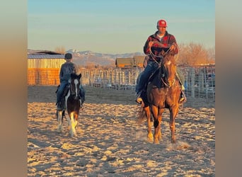 Quarter horse américain, Hongre, 13 Ans, Alezan cuivré