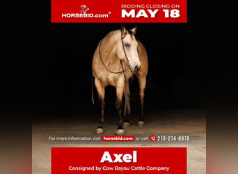 Quarter horse américain, Hongre, 13 Ans, Buckskin