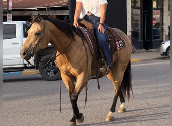 Quarter horse américain, Hongre, 13 Ans, Buckskin