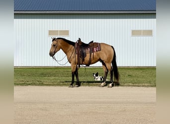 Quarter horse américain, Hongre, 13 Ans, Buckskin