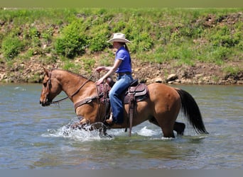 Quarter horse américain, Hongre, 13 Ans, Buckskin