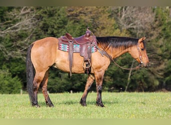 Quarter horse américain, Hongre, 13 Ans, Buckskin