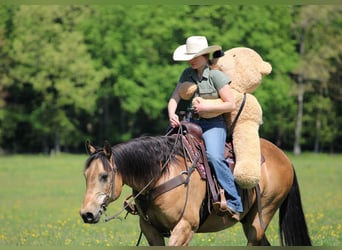 Quarter horse américain, Hongre, 13 Ans, Buckskin