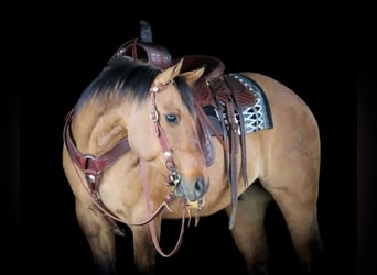 Quarter horse américain, Hongre, 13 Ans, Buckskin