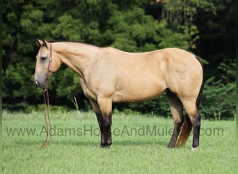 Quarter horse américain, Hongre, 13 Ans, Buckskin