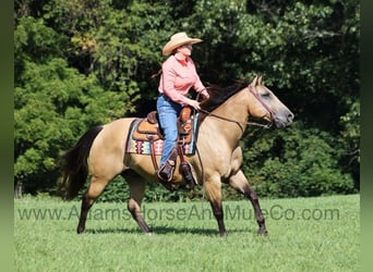 Quarter horse américain, Hongre, 13 Ans, Buckskin