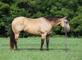 Quarter horse américain, Hongre, 13 Ans, Buckskin