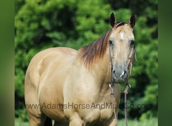 Quarter horse américain, Hongre, 13 Ans, Buckskin