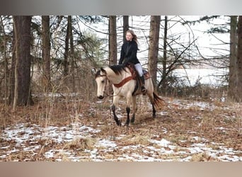 Quarter horse américain, Hongre, 13 Ans, Buckskin