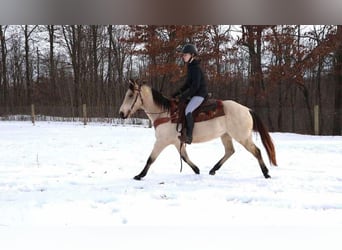 Quarter horse américain, Hongre, 13 Ans, Buckskin