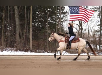 Quarter horse américain, Hongre, 13 Ans, Buckskin