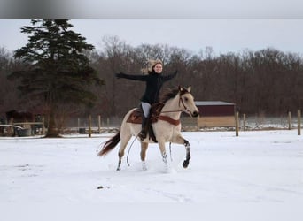 Quarter horse américain, Hongre, 13 Ans, Buckskin