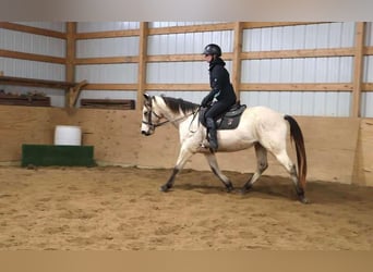 Quarter horse américain, Hongre, 13 Ans, Buckskin