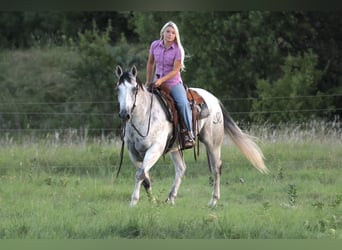 Quarter horse américain, Hongre, 13 Ans, Gris
