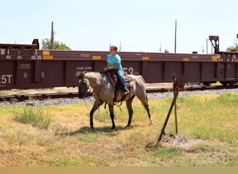 Quarter horse américain, Hongre, 13 Ans, Grullo