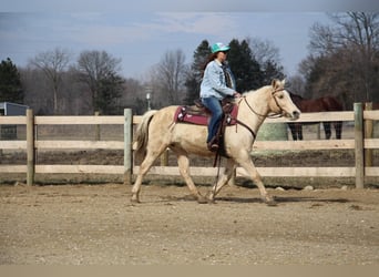 Quarter horse américain, Hongre, 13 Ans, Palomino