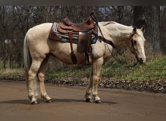 Quarter horse américain, Hongre, 13 Ans, Palomino