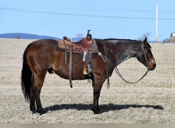 Quarter horse américain, Hongre, 13 Ans, Roan-Bay