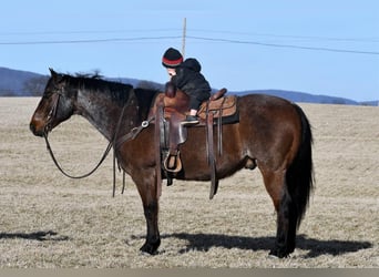 Quarter horse américain, Hongre, 13 Ans, Roan-Bay