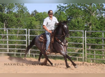 Quarter horse américain, Hongre, 13 Ans, Rouan Bleu