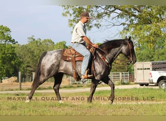 Quarter horse américain, Hongre, 13 Ans, Rouan Bleu