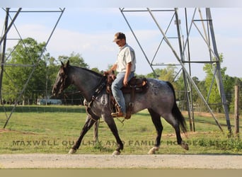 Quarter horse américain, Hongre, 13 Ans, Rouan Bleu