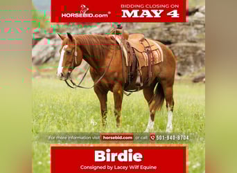 Quarter horse américain, Hongre, 13 Ans, Rouan Rouge