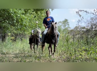 Quarter horse américain, Hongre, 14 Ans, 122 cm, Bai