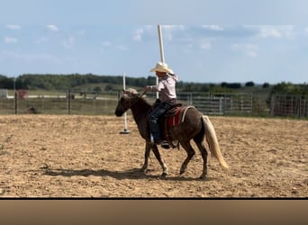 Quarter horse américain, Hongre, 14 Ans, 122 cm, Bai