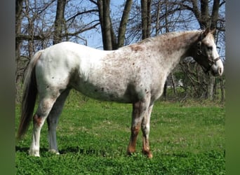 Quarter horse américain, Hongre, 14 Ans, 140 cm, Blanc