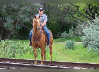 Quarter horse américain Croisé, Hongre, 14 Ans, 142 cm, Alezan cuivré