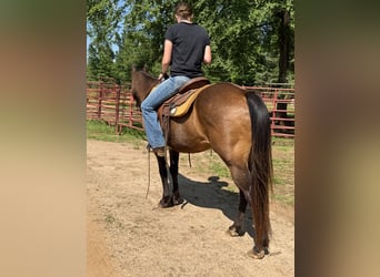 Quarter horse américain, Hongre, 14 Ans, 142 cm, Bai cerise