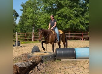 Quarter horse américain, Hongre, 14 Ans, 142 cm, Bai cerise
