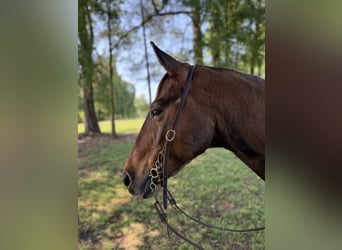Quarter horse américain, Hongre, 14 Ans, 142 cm, Bai cerise