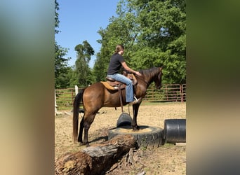 Quarter horse américain, Hongre, 14 Ans, 142 cm, Bai cerise