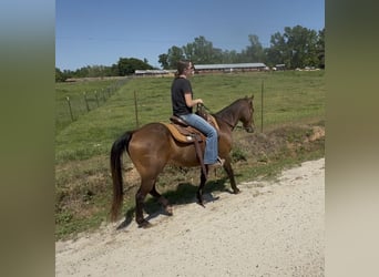 Quarter horse américain, Hongre, 14 Ans, 142 cm, Bai cerise