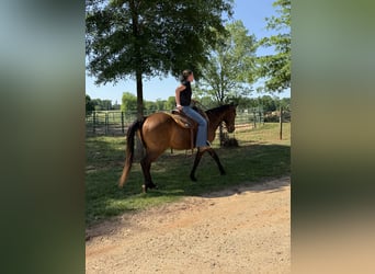 Quarter horse américain, Hongre, 14 Ans, 142 cm, Bai cerise