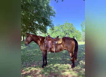 Quarter horse américain, Hongre, 14 Ans, 142 cm, Bai cerise