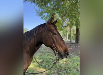 Quarter horse américain, Hongre, 14 Ans, 142 cm, Bai cerise