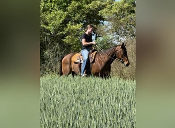Quarter horse américain, Hongre, 14 Ans, 142 cm, Bai cerise