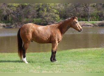 Quarter horse américain, Hongre, 14 Ans, 142 cm, Buckskin
