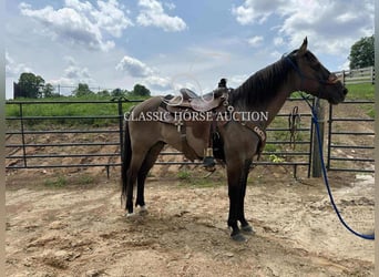 Quarter horse américain, Hongre, 14 Ans, 142 cm, Grullo