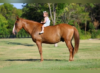 Quarter horse américain, Hongre, 14 Ans, 142 cm, Isabelle