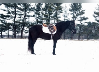 Quarter horse américain, Hongre, 14 Ans, 142 cm, Noir