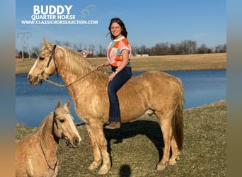 Quarter horse américain, Hongre, 14 Ans, 142 cm, Palomino